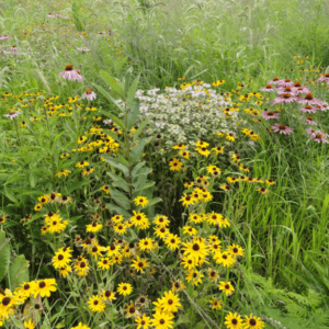 conservation reserve program Iowa