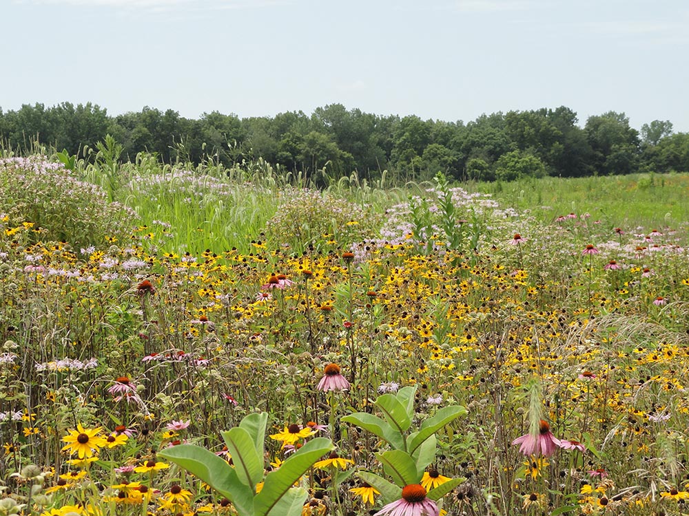 Pheasants Forever CRP Seed