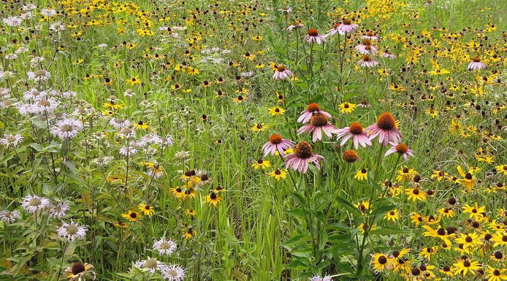 CRP Land Wildflowers