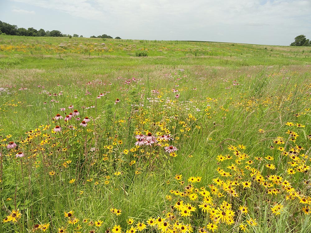 CRP CP-42 pollinator habitat