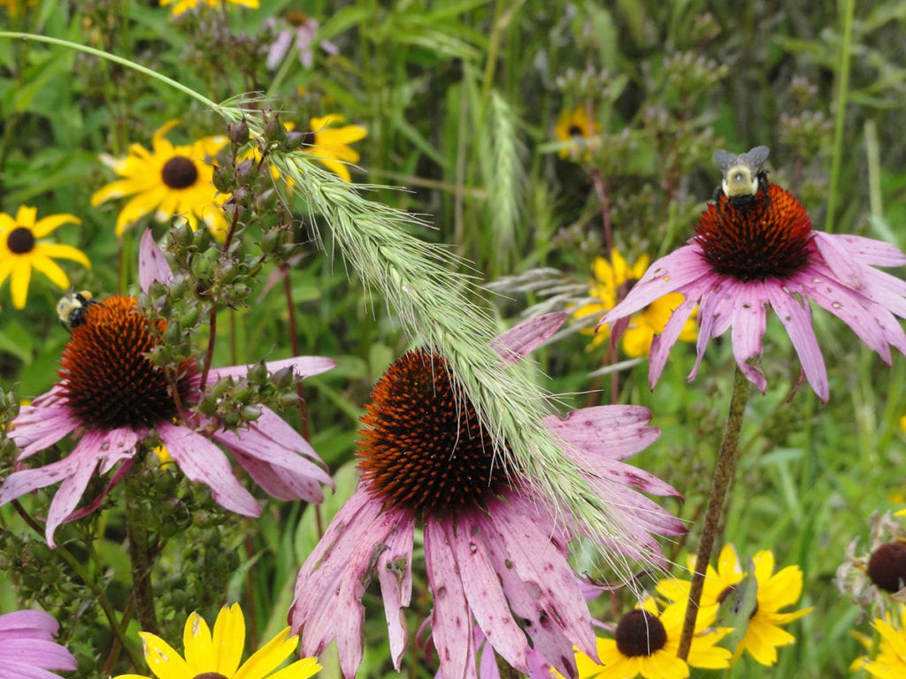 purple cone flowers