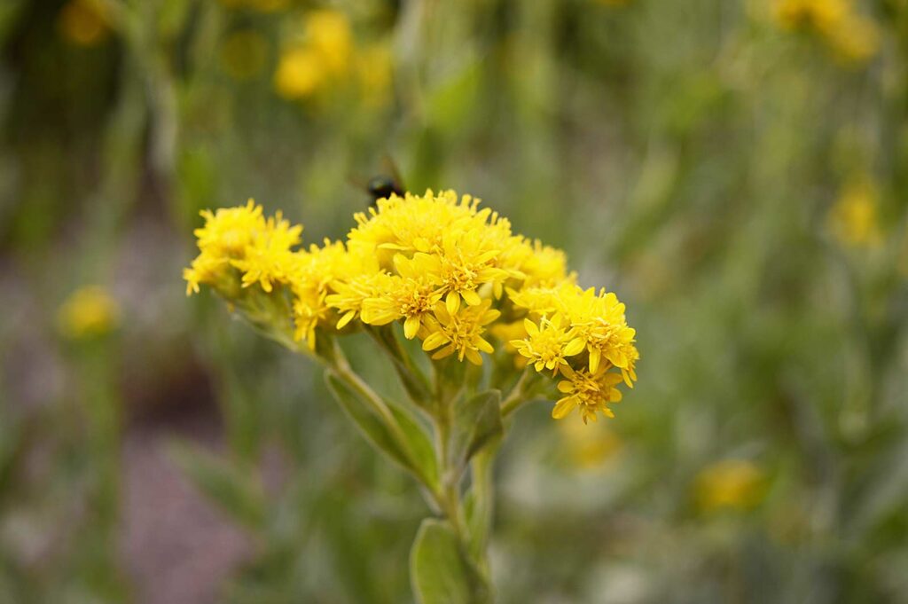 Stiff Goldenrod