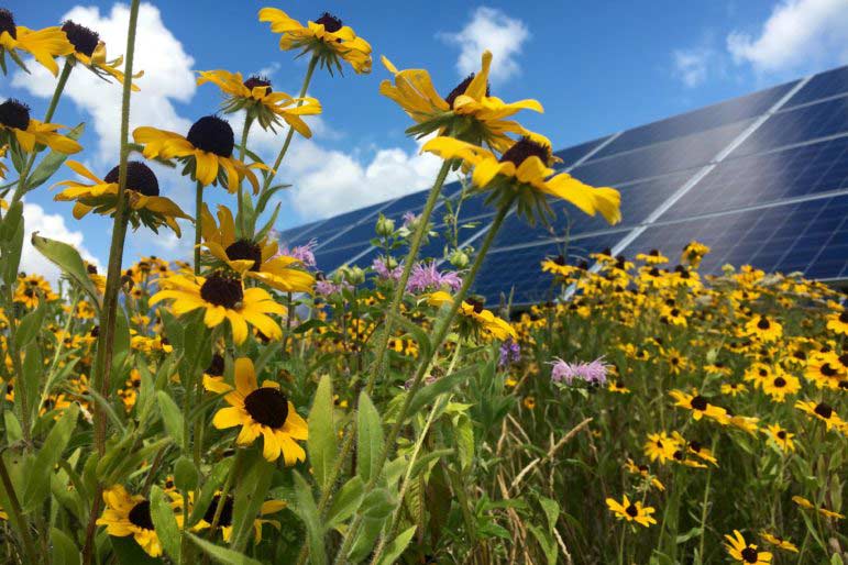 Flowers Pollinators Solar Panels