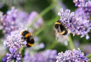 Can CRP Save Your Pollinators?