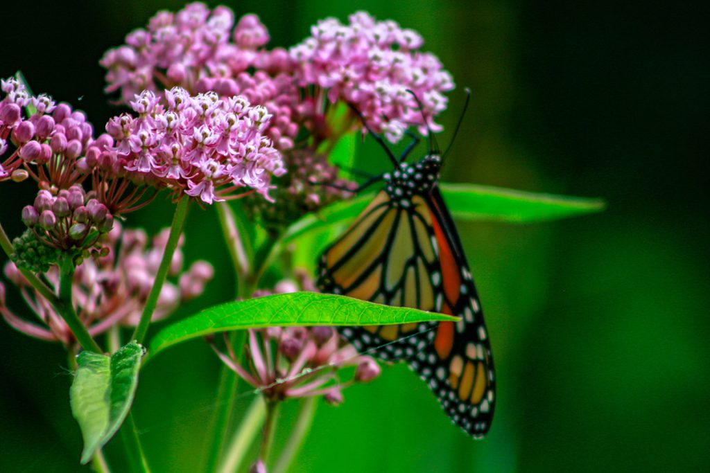 CRP Practices for Carbon Sequestration