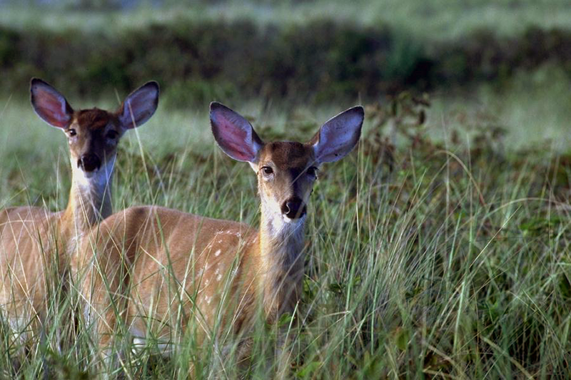 Two deer in a field