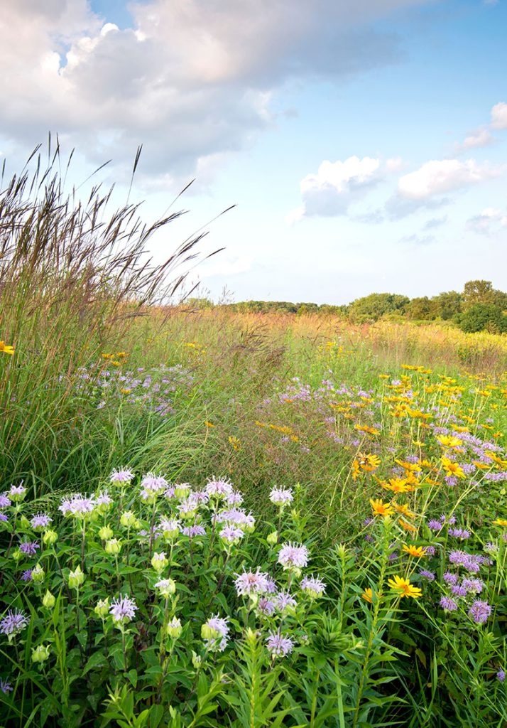 Field of native plants and flowers