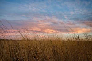 Native grassland planted for the CRP Conservation Reserve Programs