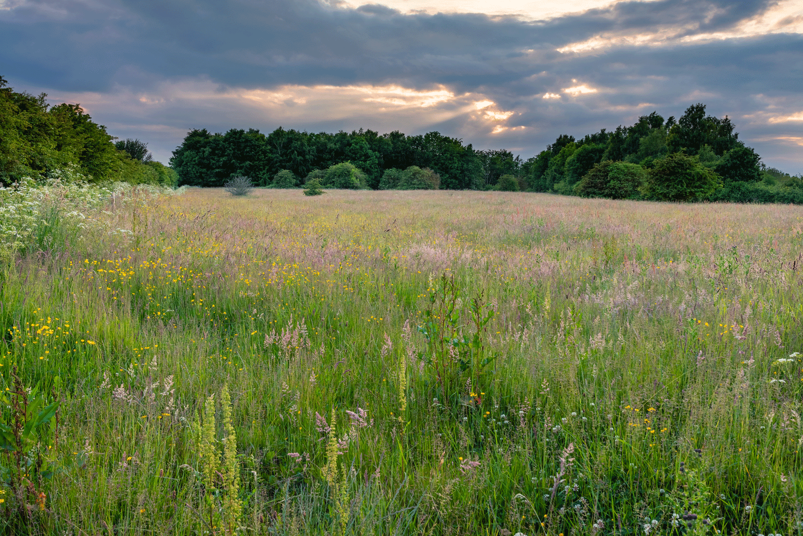 How to Choose the Right CRP Practice for Your Land