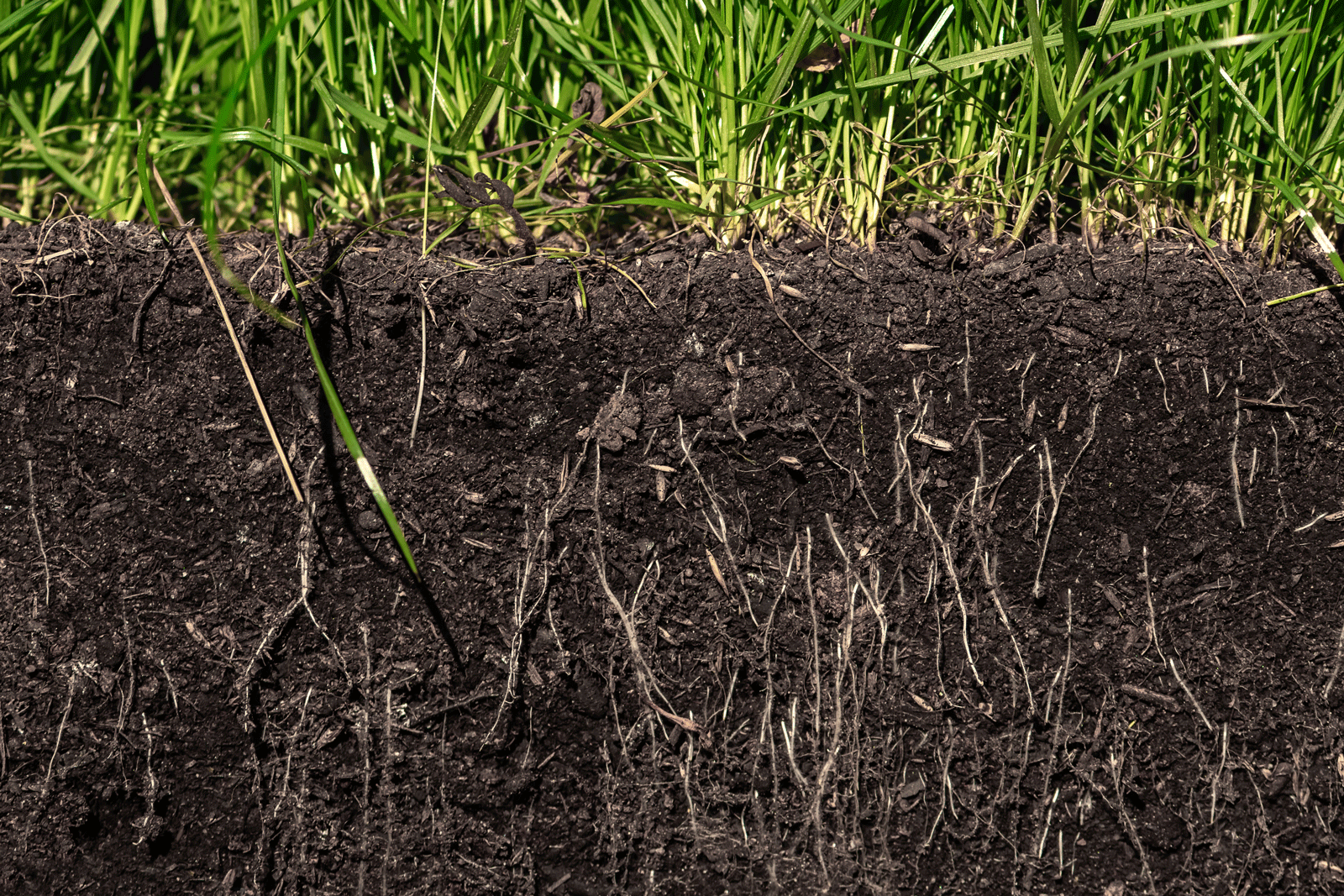 How CRP Improves Soil Health and Fertility