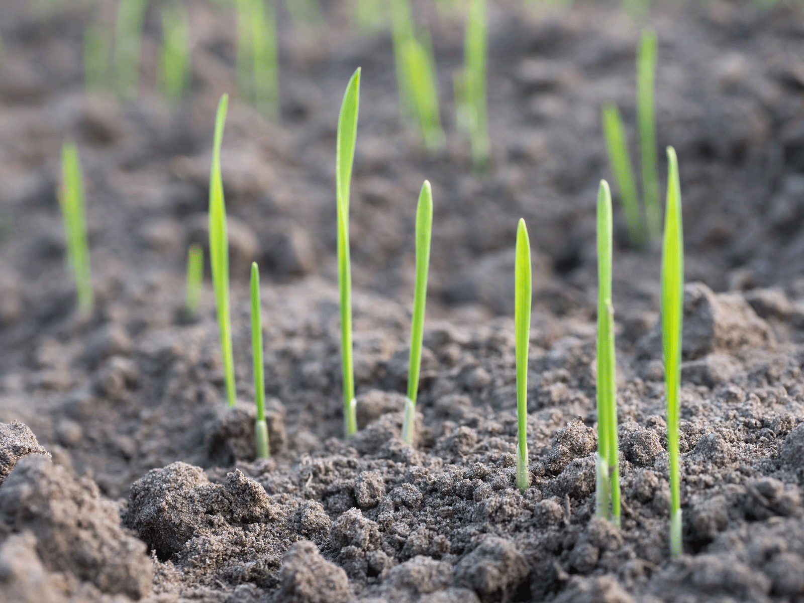 Navigating the First Year of CRP Establishment: What Landowners Should Expect