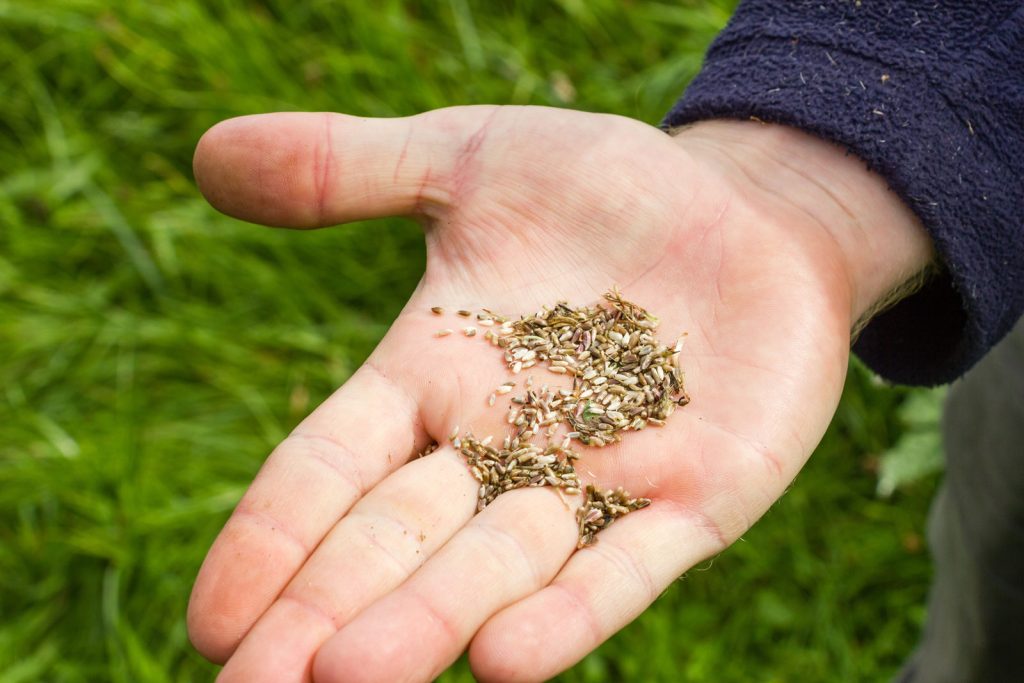 The Science Behind Seed Stratification and Why It Matters