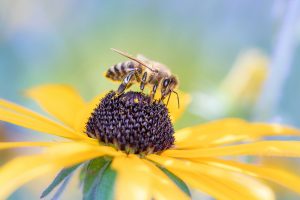Creating the Perfect Habitat for Your CRP Project
