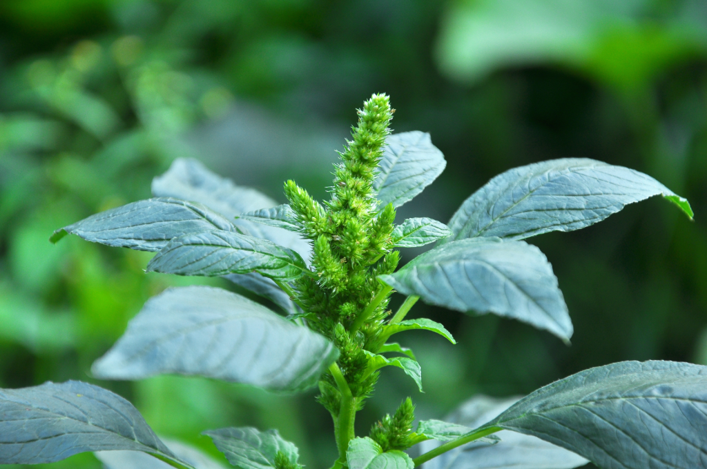 Common Weeds in CRP Fields and How to Control Them