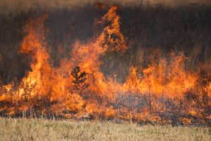 The Role of Prescribed Burns in CRP Management