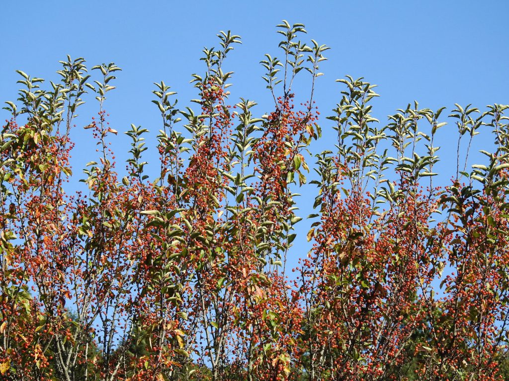 How to Prevent and Control Woody Encroachment in CRP Fields