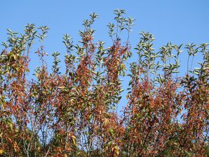How to Prevent and Control Woody Encroachment in CRP Fields