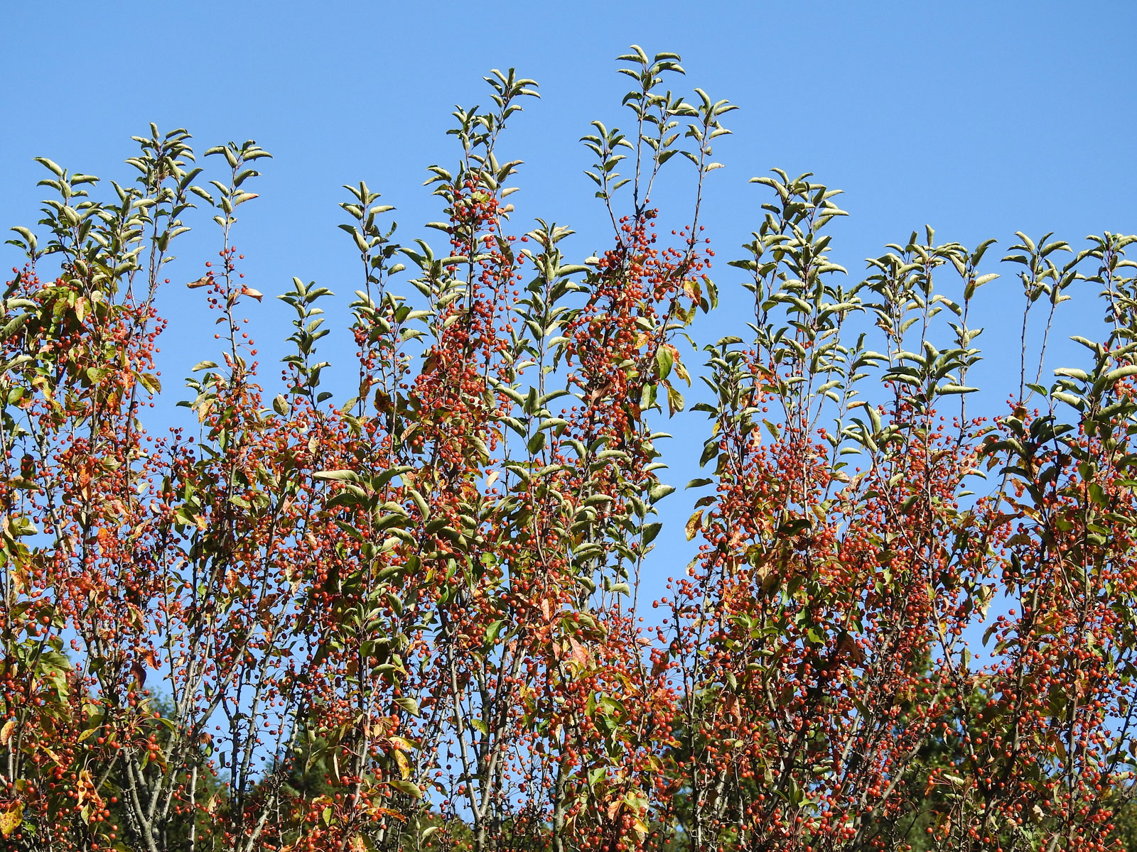 How to Prevent and Control Woody Encroachment in CRP Fields
