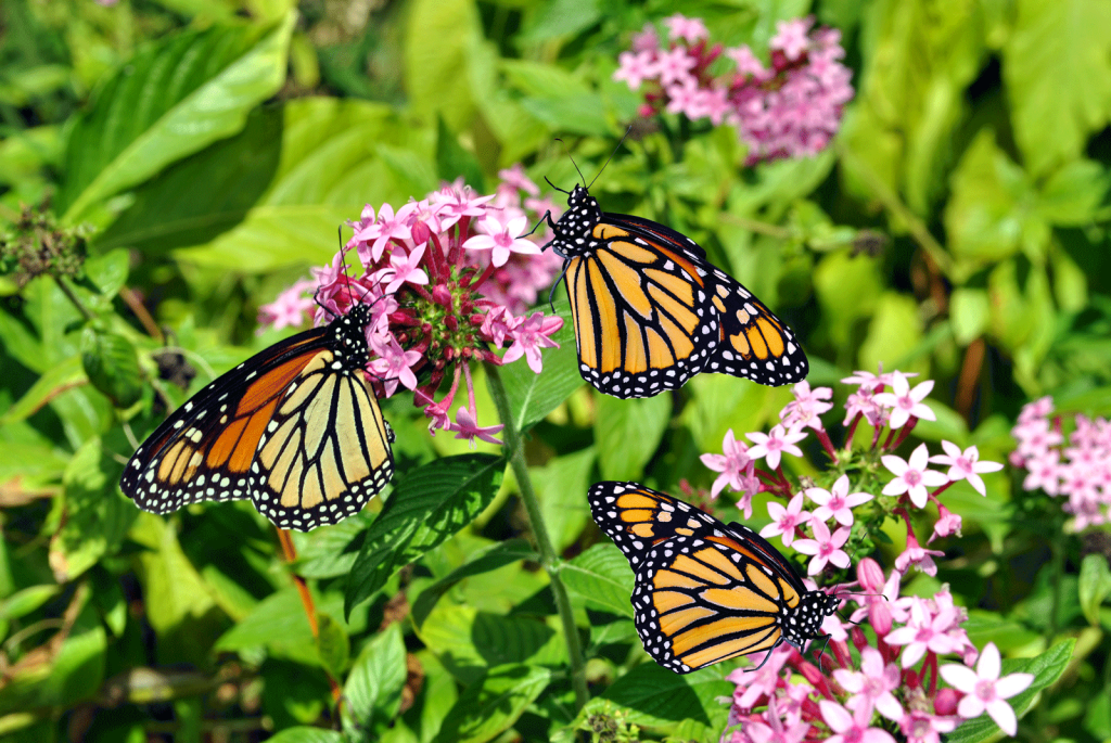 How Milkweed and Other Native Plants Provide Crucial Habitat for Monarchs