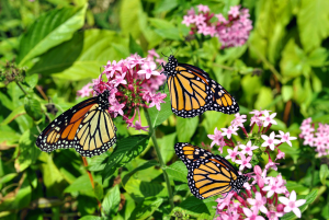 How Milkweed and Other Native Plants Provide Crucial Habitat for Monarchs