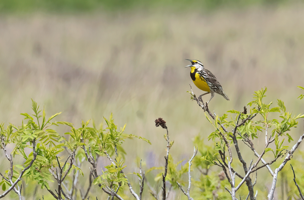 Creating Bird-Friendly Habitat with CRP