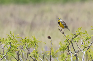 Creating Bird-Friendly Habitat with CRP