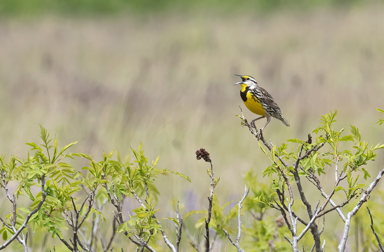 Creating Bird-Friendly Habitat with CRP