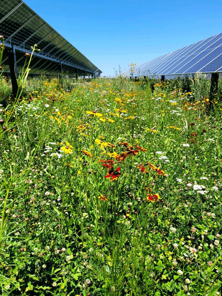 Why Early Vegetation Establishment Matters for Solar Projects
