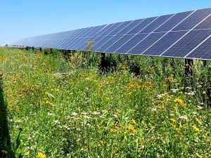 Pollinator friendly plants around solar panels